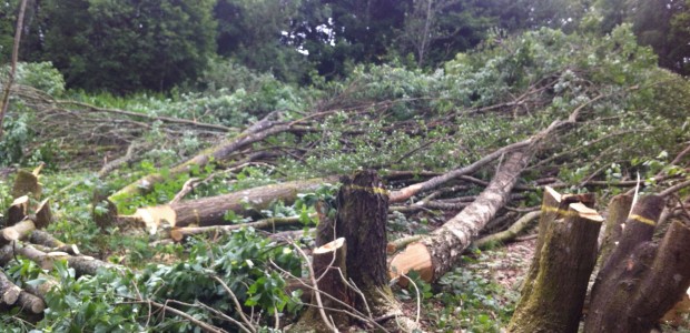 Trees cut down on Holmehill