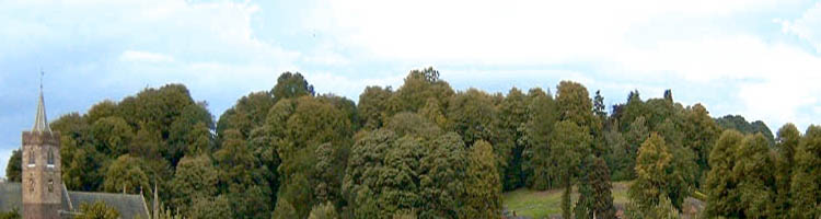 Trees above the Cathedral