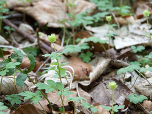 Glen Road adoxa image