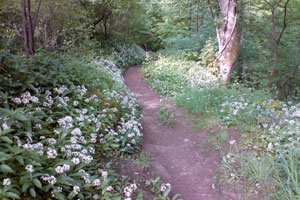 Glen Road wild garlic image