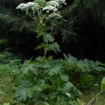 Eradicating Giant Hogweed from Dunblane : Spraying Again!