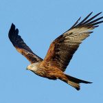 Argaty Red Kites Birdwatching Centre