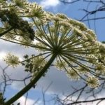 Beware Giant Hogweed!