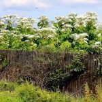 Giant Hogweed blitz threat?