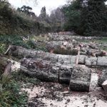 Progress report on felling of Haugh trees