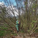 Giant Hogweed : The battle goes on