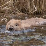 Beavers given historic safe haven at Doune farm