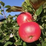 Tesco Bags of Help : Laighhills Community Orchard seeks your Votes