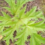 Giant Hogweed – Good News but still Dangers