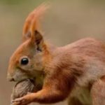 First Squirrel death from pox in Central Scotland